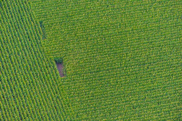 Landwirtschaft, Mais Anbau Mais (Zea mays), Maisfeld von oben, Luftbild, Deutschland, Schleswig-Holstein Indian corn, maize (Zea mays), maize field from above, aerial, view, Germany, Schleswig-Holstein BLWS658859 *** Maize Zea mays , maize field from above, aerial view, Germany, Schleswig Holstein Indian corn, maize Zea mays , maize field from above, aerial, view, Germany, Schleswig Holstein BLWS658859 Copyright: xblickwinkel C.xKaiserx