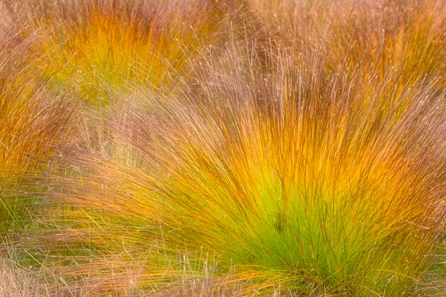 Creative Highlights World Rasen-Haarsimse, Rasenhaarsimse, Rasensimse, Rasen-Simse, Rasenbinse, Rasen-Binse (Trichophorum cespitosum), im herbstlichen Hochmoor, Schwingrasen, Frankreich, Vogesen Deergrass, Deers hair (Trichophorum cespitosum), in high moor in autumn, quaking bog, France, Vosges Mountains BLWS659164 *** Lawn hair Trichophorum cespitosum , in high moor in autumn, quaking bog, France, Vosges Mountains Deergrass, Deers hair Trichophorum cespitosum , in high moor in autumn, quaking bog, France, Vosges Mountains BLWS659164 Copyright: xblickwinkel A.xHeldx