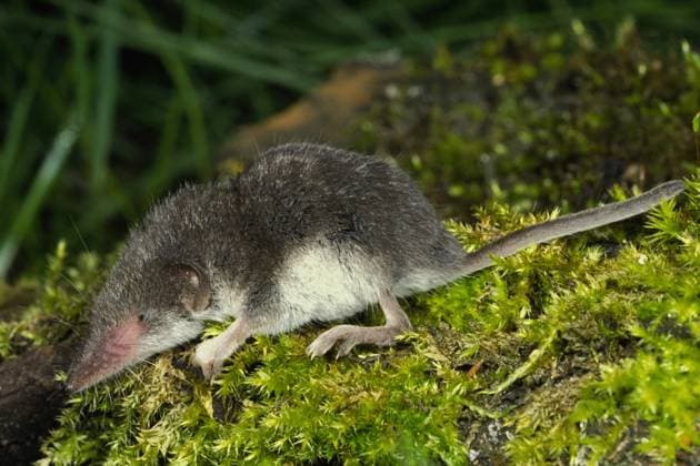 Feldspitzmaus, Feld-Spitzmaus (Crocidura leucodon), auf Moos, Deutschland bicoloured white-toothed shrew (Crocidura leucodon), on moss, Germany BLWS658742 *** Field shrew, field shrew Crocidura leucodon , on moss, Germany bicoloured white toothed shrew Crocidura leucodon , on moss, Germany BLWS658742 Copyright: xblickwinkel W.xWillnerx