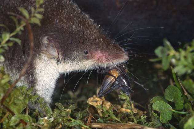 Feldspitzmaus, Feld-Spitzmaus (Crocidura leucodon), Portraet mit erbeutetem Insekt, Deutschland bicoloured white-toothed shrew (Crocidura leucodon), portrait with caught insect, Germany BLWS658744 *** Field Shrew, Field Shrew Crocidura leucodon , portrait with caught insect, Germany bicoloured white toothed shrew Crocidura leucodon , portrait with caught insect, Germany BLWS658744 Copyright: xblickwinkel W.xWillnerx