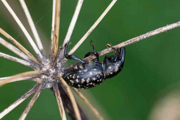 Kleiner Pestwurzruessler, Kleiner Pestwurz-Ruessler, Deutscher Traegruessler (Liparus germanus), auf verwelkter Dolde, Deutschland Weevil (Liparus germanus), on withered flower umbel, Germany BLWS658895 *** Kleiner Pestwurzruessler, Kleiner Pestwurz Ruessler, Deutscher Traegruessler Liparus germanus , on withered flower umbel, Germany Weevil Liparus germanus , on withered flower umbel, Germany BLWS658895 Copyright: xblickwinkel F.xHeckerx