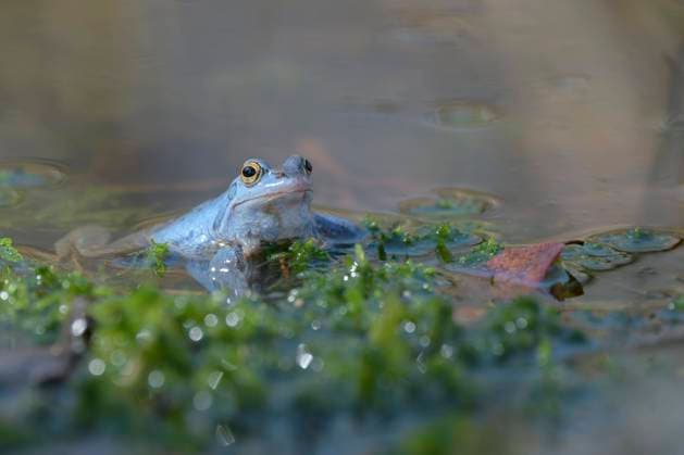 Moorfrosch (Rana arvalis), Männchen bei der Balz, Niedersachsen, Deutschland, Europa *** Moor frog Rana arvalis , male during courtship, Lower Saxony, Germany, Europe Copyright: imageBROKER ChristophxBosch ibxcbo07191944.jpg