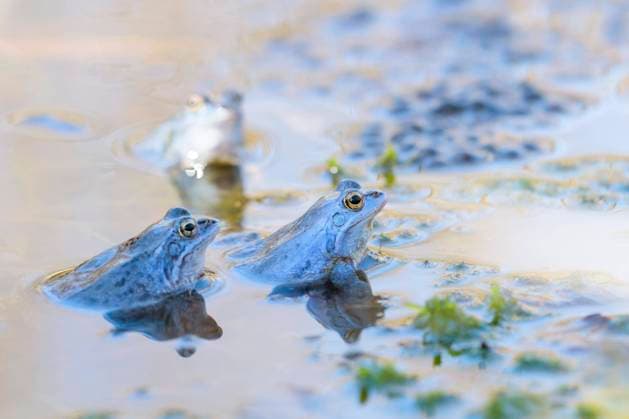 Moorfrosch (Rana arvalis), Männchen bei der Balz in Gruppe, Niedersachsen, Deutschland, Europa *** Moor frog Rana arvalis , male during courtship in group, Lower Saxony, Germany, Europe Copyright: imageBROKER ChristophxBosch ibxcbo07191965.jpg