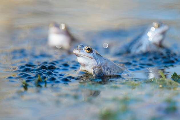 Moorfrosch (Rana arvalis), Männchen bei der Balz in Gruppe, Niedersachsen, Deutschland, Europa *** Moor frog Rana arvalis , male during courtship in group, Lower Saxony, Germany, Europe Copyright: imageBROKER ChristophxBosch ibxcbo07191975.jpg