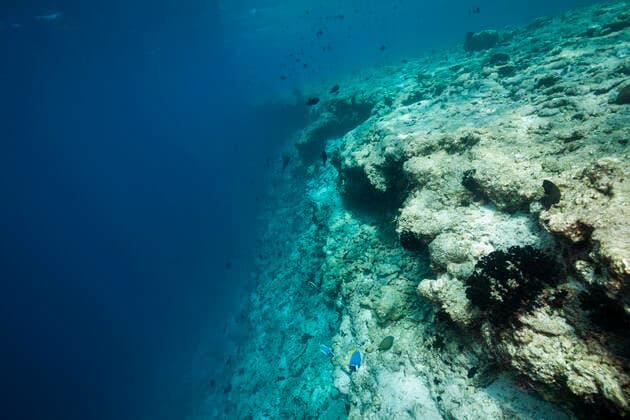 Korallenbleiche auf Riffdach, Nord Male Atoll, Indischer Ozean, Malediven Coral bleached on reef top, North Male Atoll, Indian Ocean, Maldives Korallenbleiche, Malediven *** Coral bleaching on reef top, North Male Atoll, Indian Ocean, Maldives Coral bleaching on reef top, North Male Atoll, Indian Ocean, Maldives Coral bleaching, Maldives 