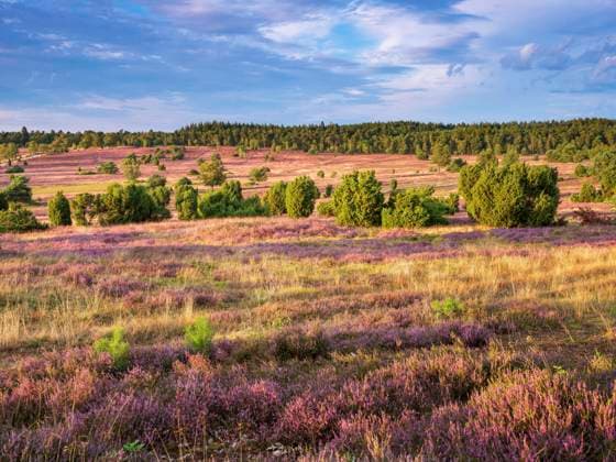 Typische Heidelandschaft mit blühendem Heidekraut und Wacholder im Abendlicht, Lüneburger Heide, Niedersachsen, Deutschland, Europa *** Typical heath landscape with blooming heather and juniper in the evening light, Lüneburger Heide, Lower Saxony, Germany, Europe Copyright: imageBROKER AndreasxVitting iblavi07193392.jpg