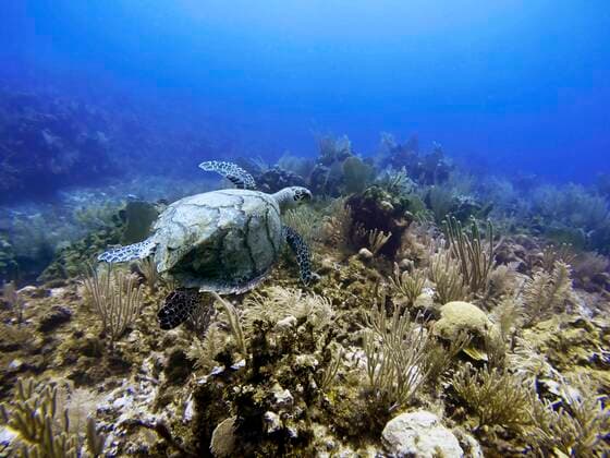 Green sea Turtle Caribbean sea surface diving in Cancun Riviera Maya, Yucatan Peninsula, Quintana Roo, Caribbean Coast, Mexico Yucatan Mexico Copyright: xSergixReboredox SRE-033-ER3059