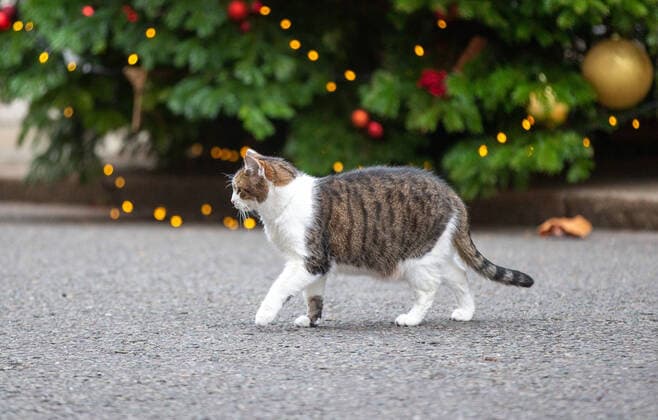 December 20, 2021, London, England, United Kingdom: UK Prime MinisterÃ¢â‚¬â ¢s officeÃ¢â‚¬â ¢s cat Larry is seen outside 10 Downing Street. London United Kingdom - ZUMAs262 20211220_zip_s262_040 Copyright: xTayfunxSalcix