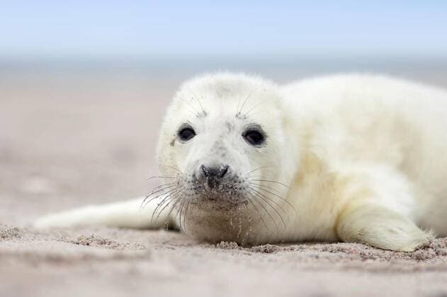  seal pup on the beach, 28.10.2020, Copyright: xpeppix Panthermedia10528973