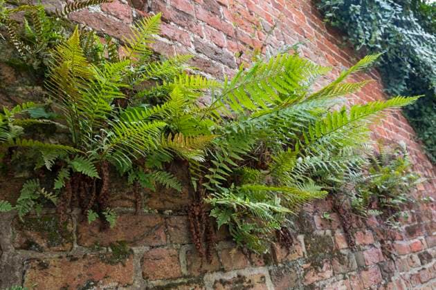 Gewoehnlicher Wurmfarn, Gemeiner Wurmfarn, Maennerfarn, Echter Wurmfarn (Dryopteris filix-mas), auf einer Mauer wachsend, Deutschland Male fern, Worm fern (Dryopteris filix-mas), growing on a wall, Germany BLWS659020 *** Worm fern Dryopteris filix mas , growing on a wall, Germany Male fern, Worm fern Dryopteris filix mas , growing on a wall, Germany BLWS659020 Copyright: xblickwinkel F.xHeckerx