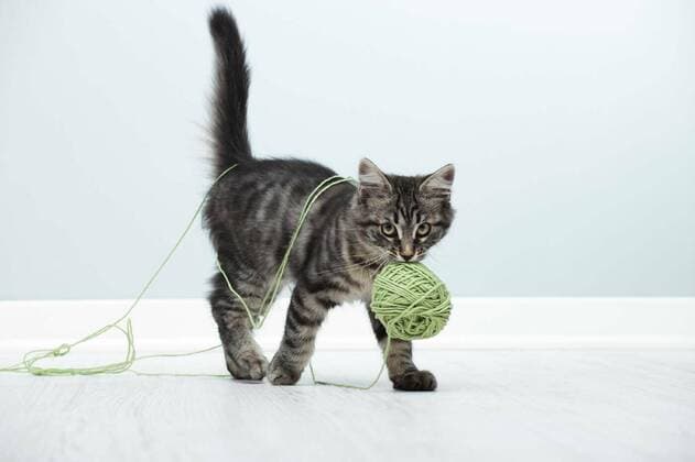  Playful kitten, 28.10.2020, Copyright: xstokketex Panthermedia10575819