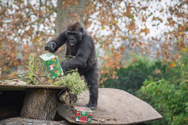 The lions and gorillas at ZSL London Zoo woke up to a festive surprise this week, as keepers shared some early Christmas treats with the animals. Asiatic lions Bhanu and Arya discovered brightly wrapped boxes scented with seasonal spices in their Land of the Lions home, while the Zoo?s troop of Western lowland gorillas found gifts of their favourite festive veg under the trees in Gorilla Kingdom. ZSL London Zoo?s head zookeeper Dan Simmonds said: Gorillas Alika, Gernot, Mjukuu and Effie are always keen to clean their plates of all the festive veg at Christmas they loved digging into their presents to find juicy carrots and tasty Brussels sprouts. And while lioness Arya carefully picked up her gifts and carried them off to p Copyright: xx 51030389 EDITORIAL USE ONLY. NOT FOR USE BY NEWSPAPERS BASED IN THE UK.