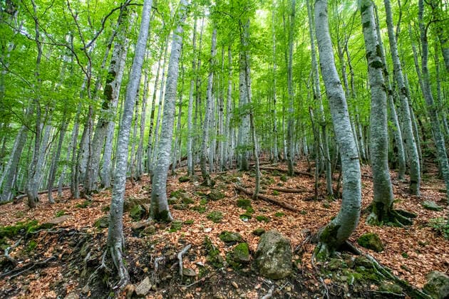 Ordesa y Monte Perdido National Park, Huesca, Aragon, Spain, Pyrenees mountains. Karst limestone peaks within Ordesa and Monte Perdido National Park, Spanish Pyrenees Huesca Spain Copyright: xSergixReboredox SRE-Ordesa 18
