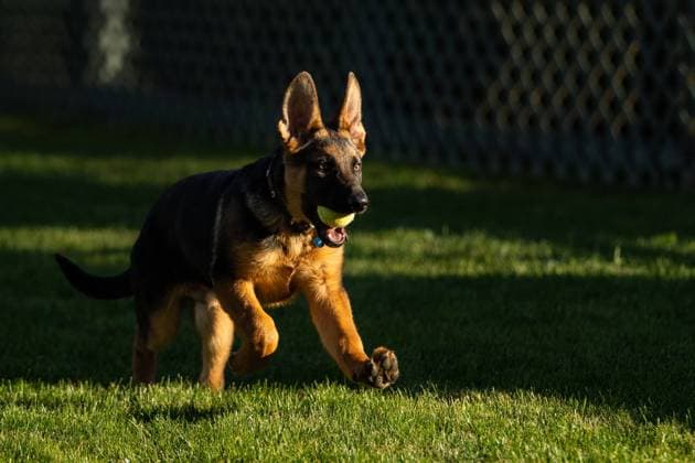 Entertainment Themen der Woche KW51 Entertainment Bilder des Tages December 21, 2021, Washington, District of Columbia, USA: The Biden family has welcomed a new puppy, a purebred German shepherd named Commander, to the , President Biden announced on Twitter Monday. Washington USA - ZUMA 20211221_new_z03_001 Copyright: xWhitexHousex