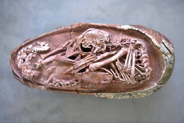 Bilder des Jahres 2021, News 12 Dezember News Themen der Woche KW51 China, Dinosaurier-Ei mit Embryo in Fuzhou ausgestellt FUZHOU, CHINA - DECEMBER 22: The fossilized oviraptorosaur egg with embryo Baby Yingliang is pictured during a press conference on December 22, 2021 in Fuzhou, Fujian Province of China. A close-to-hatching oviraptorosaur dinosaur embryo was found in the Ganzhou, Jiangxi Province of China. The fossil was identified as a toothless theropod dinosaur, or oviraptorosaur, dating back 72 to 66 million years. It is housed at Yingliang Stone Nature History Museum in Fujian Province.  Copyright: xVCGx CFP111362673156