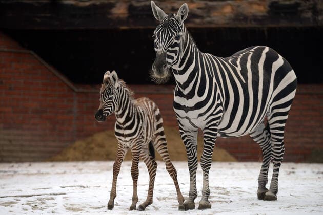 Bilder des Jahres 2021, Entertainment 12 Dezember Entertainment Themen der Woche KW51 Entertainment Bilder des Tages December 23, 2021, Liberec, Czech Republic: A 5 day old Maneless zebra, a species highly endangered in the wild, makes its debut at Liberec Zoo in the Czech Republic. The female zebra was born on December 19, 2021. Liberec Czech Republic - ZUMAr156 20211223_zap_r156_001 Copyright: xSlavekxRutax