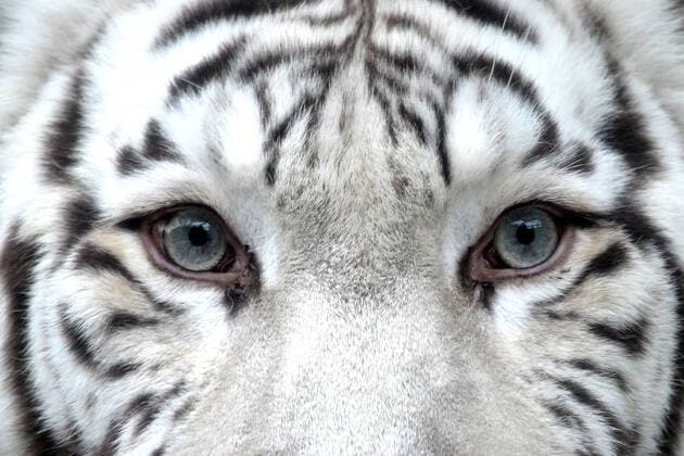 IMAGO Nature: Unsere Erde, Tiere, Gestreifte Tierarten December 23, 2021, Liberec, Czech Republic: A white Indian tiger female called Surya Bara at Liberec Zoo in the Czech Republic. Unlike other tigers, they have pink noses and gorgeous blue eyes. White tigers, this recessive colour variant is found only in the Bengal subspecies and with regular stripes and blue eyes. It is not albinism. Liberec Czech Republic - ZUMAr156 20211223_zap_r156_006 Copyright: xSlavekxRutax