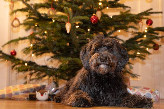 young black dog sitting in front of a decorated christmas tree. A young black labradoodle dog is proudly sitting in front a decorated christmas tree Copyright: xMartinxGruberx *** jung Schwarz Hund in von A Weihnachten Baum A jung Schwarz Hund ist in A Weihnachten Baum Copyrigh