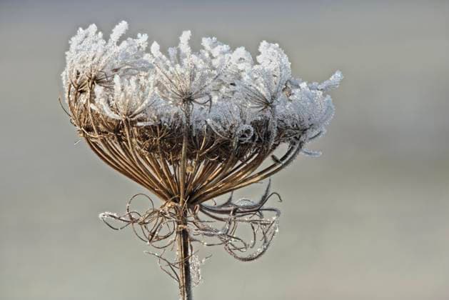  Wilde Möhre (Daucus carota) im Raureif, Emsland, Niedersachsen, Deutschland, Europa *** Wild carrot Daucus carota in hoarfrost, Emsland, Lower Saxony, Germany, Europe Copyright: imageBROKER/ErhardxNerger ibxenh07196098.jpg