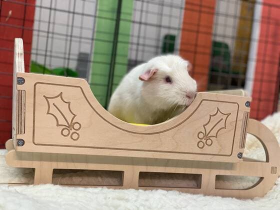 A very special guinea pig who is blind, deaf and missing his bottom teeth is looking for a unique home this Christmas. Blizzard arrived in RSPCA care earlier this month after being signed over by his previous owner. Rebecca Alber from Danaher Animal Home, in Essex, who are taking care of Blizzard and a number of other guinea pigs from the same home, said: Blizzard is from a multi-guinea pig household. Their owner had become overrun with piggies and decided it was in their best interests to find them new homes so we took a number in for rehoming. It soon became clear that Blizzard was not your average guinea pig. This sweet lad, unfortunately, has some health problems which have been caused by his genetics due to his colouring, known a Copyright: xx 51035462 EDITORIAL USE ONLY. NOT FOR USE BY NEWSPAPERS BASED IN THE UK.