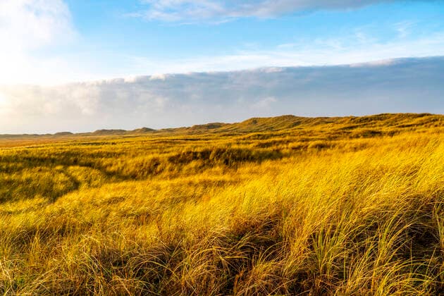 IMAGO Nature: Unsere Erde, Pflanzen: Bedrohte Planzenarten in Deutschland Nordsee Insel Spiekeroog, Ostfriesland, Im Winter, Marschlandschaft, Dünen, Spiekeroog *** North Sea island Spiekeroog, East Frisia, In winter, Marsh landscape, Dunes, Spiekeroog