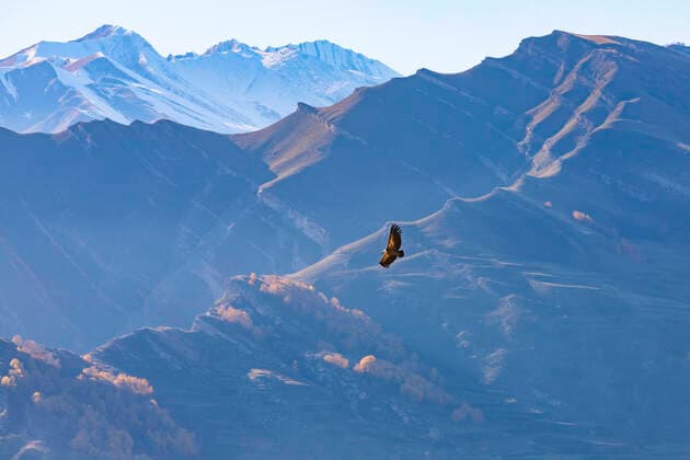 Eagle flying over peaks of Caucasus Mountains, KNTF06517