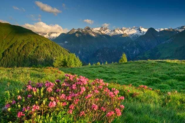 Springtime meadow in Hohe Tauern National Park, ANSF00087