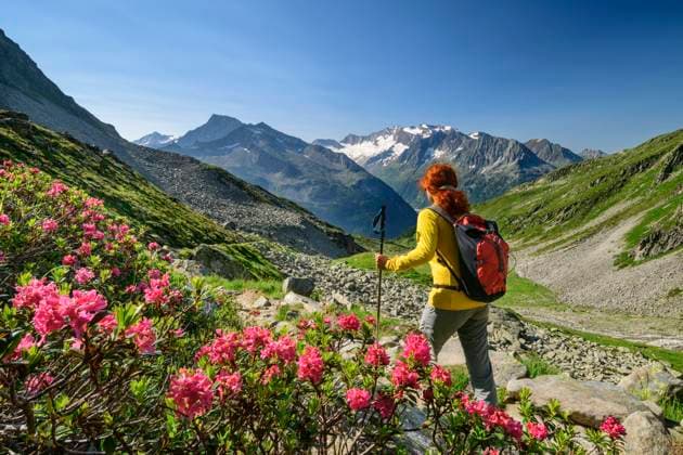 Female hiker passing roses blooming in scenic valley of Zillertal Alps model released, ANSF00107
