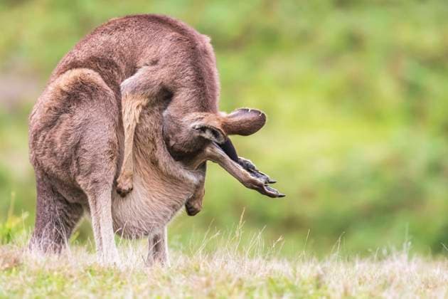 Eastern grey kangaroo (Macropus giganteus) hiding baby in pouch, FOF12352