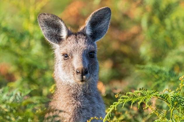 Portrait of eastern grey kangaroo (Macropus giganteus) looking straight at camera, FOF12383