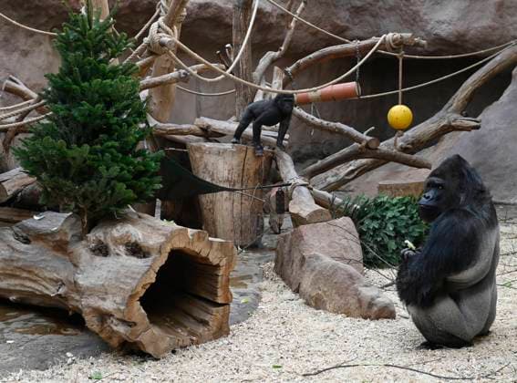 Gorillas in the Prague zoo, Czech Republic, got from their keepers popular yearly delicatessen in the form of unsold Christmas trees, December 28, 2021. (CTKxPhoto MichalxKrumphanzl) CTKPhotoP2021122804540  kru 9