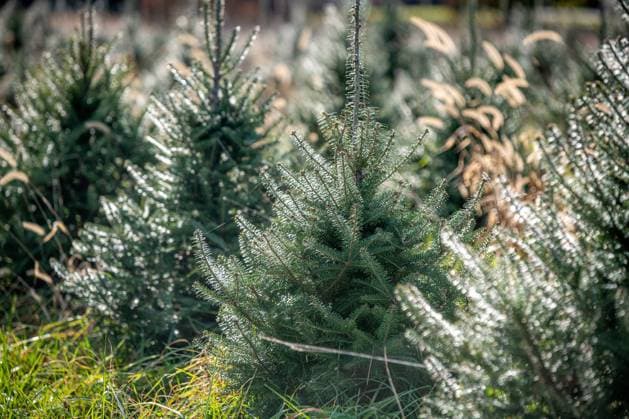 A field of Christmas trees growing on a farm Denton Maryland USA Copyright: xEdwinxRemsbergx ere_remsberg_2111246425