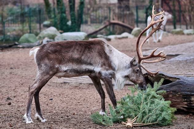 Rentier bei der tradtionellen Weihnachtsbaumfütterung im Berliner Zoo. Auf der Speisekarte stehen die Tannenbäume, die nicht den Weg in die Berliner Wohnzimmer gefunden haben. Reindeer at the tradtionell Christmas tree feeding in the Berlin Zoo. On the menu are the fir trees that have not found their way into Berlin living rooms. snapshot-photography F.Boillot *** Reindeer at the tradtionell Christmas tree feeding in the Berlin Zoo On the menu are the fir trees that have not found their way into Berlin living rooms snapshot photography F Boillot