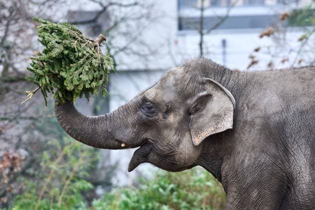 Bilder des Jahres 2021, Entertainment 12 Dezember Entertainment Themen der Woche KW52 Entertainment Bilder des Tages Elefanten bei der tradtionellen Weihnachtsbaumfütterung im Berliner Zoo. Auf der Speisekarte stehen die Tannenbäume, die nicht den Weg in die Berliner Wohnzimmer gefunden haben. Elephants at the traditional Christmas tree feeding at the Berlin Zoo. On the menu are the Christmas trees that have not found their way into Berlin s living rooms. snapshot-photography F.Boillot *** Elephants at the traditional Christmas tree feeding at the Berlin Zoo On the menu are the Christmas trees that have not found their way into Berlin s living rooms snapshot photography F Boillot
