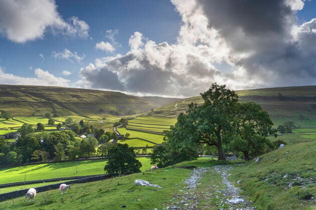 Sheep grazing and distant dry stone walls around Arncliffe Village in Littondale, The Yorkshire Dales National Park, Yorkshire, England, United Kingdom, Europe Copyright: JohnxPotter 1228-276