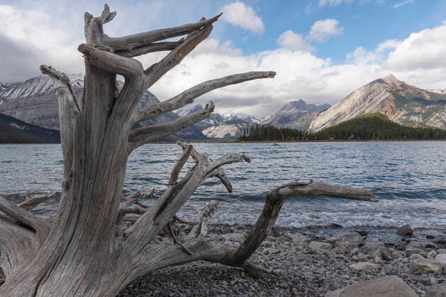Driftwood on a rocky beach, Upper Kananaskis Lake, Alberta, Canada, North America Copyright: JonxReaves 1241-274