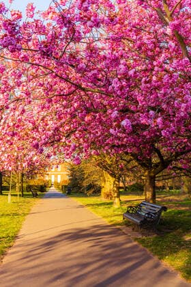 Cherry blossom in Greenwich Park, London, England, United Kingdom, Europe Copyright: EdxHasler 1284-236