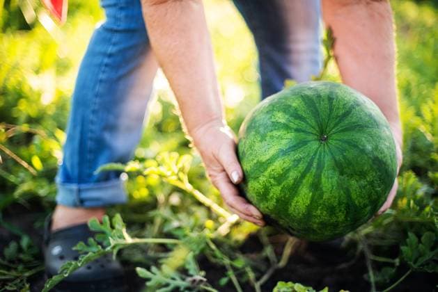 Woman harvests watermelon from her garden Texas City, Texas, United States CR_INCH211222-888457-01 ,model released, Symbolfoto