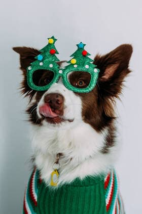 Goofy dog wearing christmas glasses Denver, Colorado, United States CR_JEMI22010417-598683-01