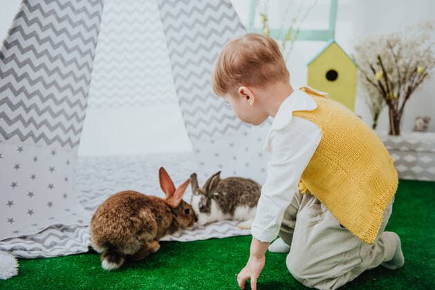 Little boy with bunny, posing at the Easter interior. Gomel, Gomel Region, Belarus CR_PJWUOI220104-893919-01 ,model released, Symbolfoto