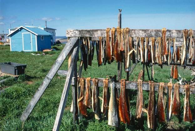  Trockenfisch zur Lufttrocknung im Gestell aufgehängt, Nova Scotia, Kanada, Nordamerika *** Dried fish suspended in rack for air drying, Nova Scotia, Canada, North America. Copyright: imageBROKER/DieterxMahlke ibxdim07207625.jpg