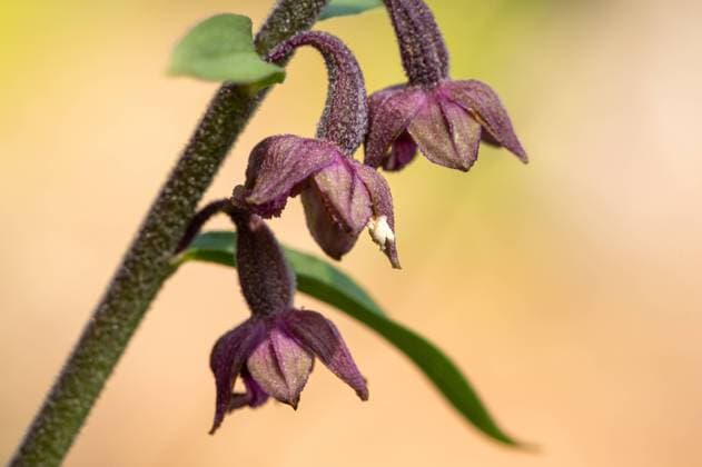 Closeup of a flowering royal helleborine orchid (Epipactis atrorubens), sunny day in summer in the Austrian Alps Austria