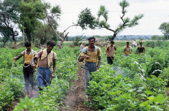 IMAGO Nature: Unsere Erde, Klimawandel, Baumwolle India, cotton farming INDIA, Madhya Pradesh, conventional cotton farming, labourer spray chemical pesticide cocktail in cotton field *** INDIEN, konventioneller Baumwollanbau, Landarbeiter ohne Schutzkleidung und Atemschutz spritzen chemische Pestizide gegen Baumwollschädlinge, scan vom KB-Dia Madhya Pradesh India