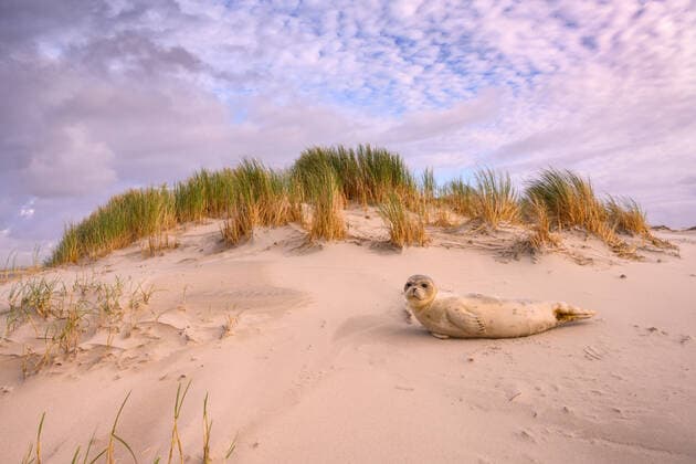 Seehund in den Dünen der Insel Spiekeroog, Ostfriesland, Ostfriesische Inseln, Niedersachsen, (Phoca vitulina), Robbe, Robben, McPWRO *** Seal in the dunes of the island Spiekeroog, East Frisia, East Frisian Islands, Lower Saxony, Phoca vitulina , seal, seals, McPWRO McPWRO