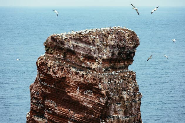 Brütende Basstölpel, Heringsmöven und Trottellummen auf Helgoland, 30.05.2021 Helgoland Schleswig-Holstein Deutschland *** Breeding gannets, herring gulls and guillemots on Helgoland, 30 05 2021 Helgoland Schleswig Holstein Germany