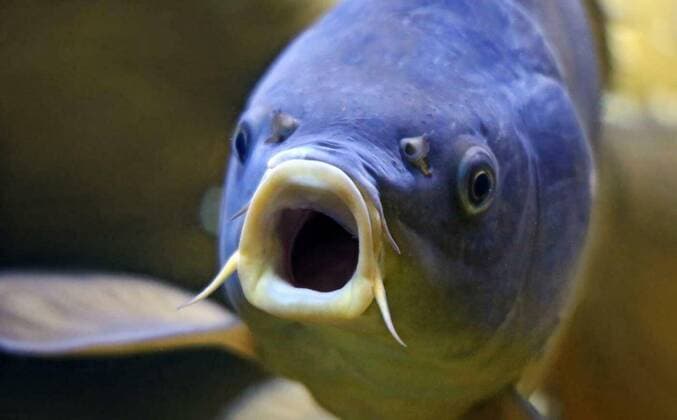  Close-up carp Cyprinus carpio, 24.09.2021, Copyright: xKieferx Panthermedia23442051