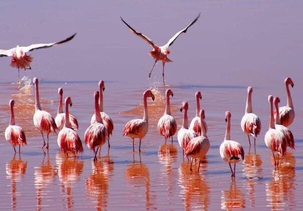  IMAGO Creative: Ruhe im Chaos  Flock of Flamingoes, 25.09.2021, Copyright: xpawopa3336x Panthermedia23531374