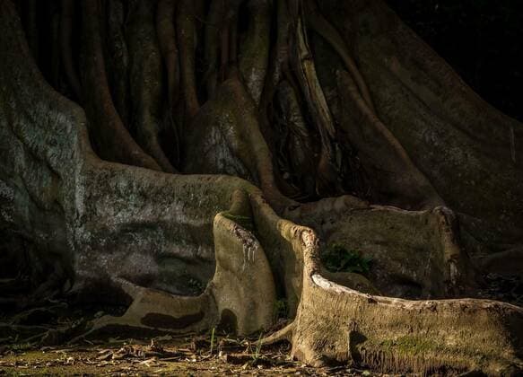  Enormous tree roots, 25.09.2021, Copyright: xpawopa3336x Panthermedia23536230