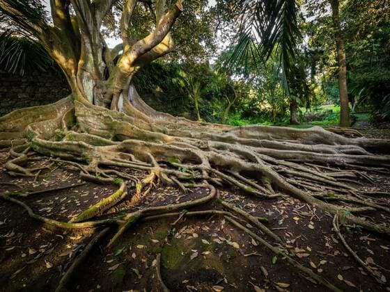  Enormous fig tree roots, 25.09.2021, Copyright: xpawopa3336x Panthermedia23538018