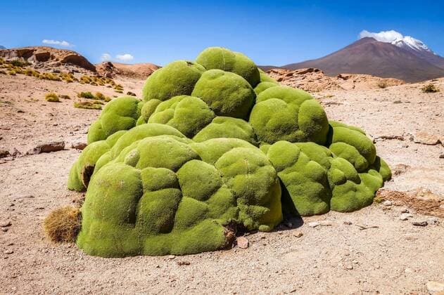  Rock covered with moss in Bolivian sud lipez, 25.09.2021, Copyright: xdaboostx Panthermedia23606514